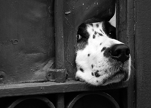 Foto: Neugieriger Hund